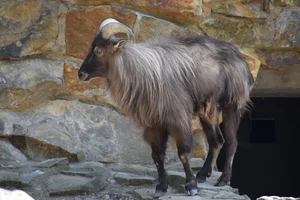 Himalayathargeit