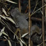 Greater Slow Loris