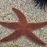 Common Starfish