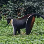 Diana Monkey
