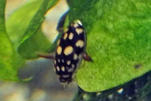Thermonectus marmoratus