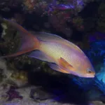 Sea Goldie