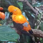 Andean Cock-of-the-rock