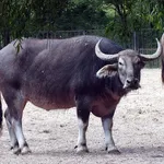 Water Buffalo (Feral)