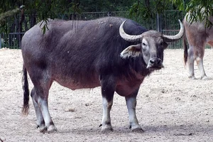 Gedomesticeerde Waterbuffel