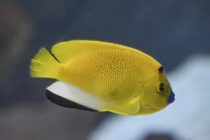Dreipunkt-Rauchkaiserfisch