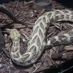 Puff Adder