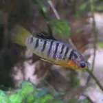 Humpback Limia