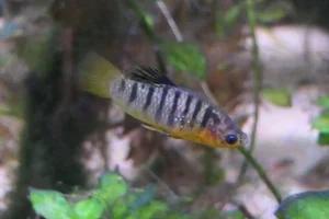 Humpback Limia