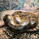Green Anaconda