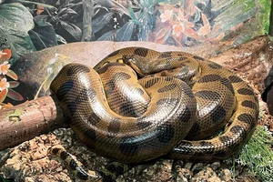 Anaconda