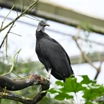 American Black Vulture