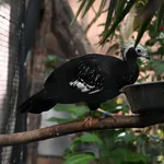 Blue-throated Piping-guan
