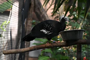 Blauwkeelgoean