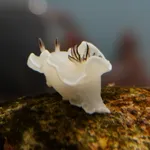 Glossodoris misakinosibogae