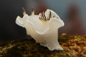 Glossodoris misakinosibogae