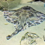 Undulate Ray