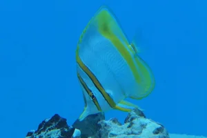 Margined Coralfish