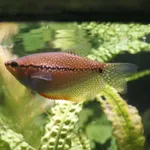 Pearl Gourami