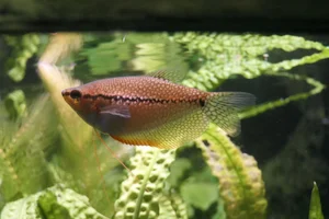 Pearl Gourami