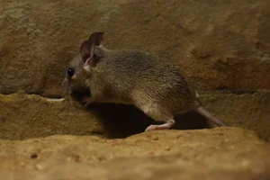 Matthey s Mouse