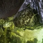 Carolina Diamond-backed Terrapin