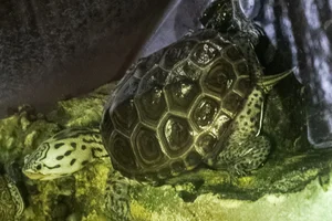 diamantrugschildpad