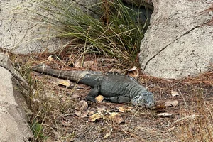 Jamaican iguana