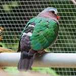 Asian Emerald Dove (Common)
