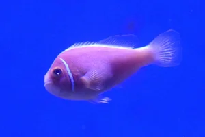 False Skunkstriped Anemonefish