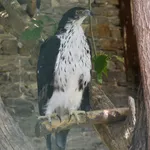 African Hawk-eagle