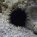 Purple Sea Urchin