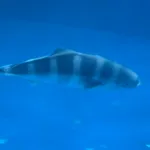 Pilot-fish