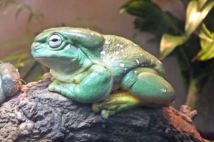 Ranoidea splendida