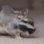 Plains Viscacha