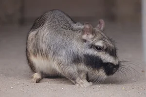 Viscacha
