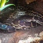 Hispaniolan Boa