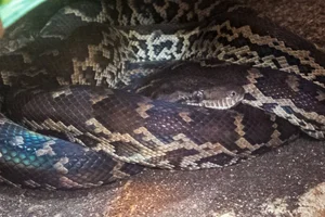 Hispaniolan Boa