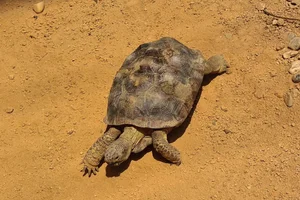Woestijnschildpad