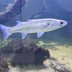 Thick-lipped Mullet