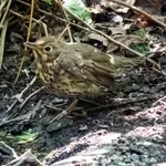 Continental Song Thrush