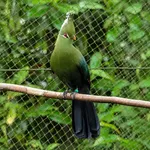 Knysna Turaco
