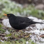 Blackbird