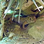 Common Wonder Gecko