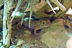 Gewone Wondergekko