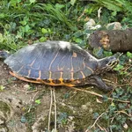 Pond Slider