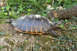 Lettersierschildpad