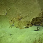 Helmethead Gecko