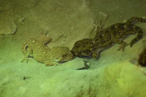 Geckonia chazaliae