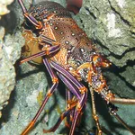 Panulirus brunneiflagellum